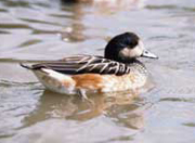 chiloe wigeon